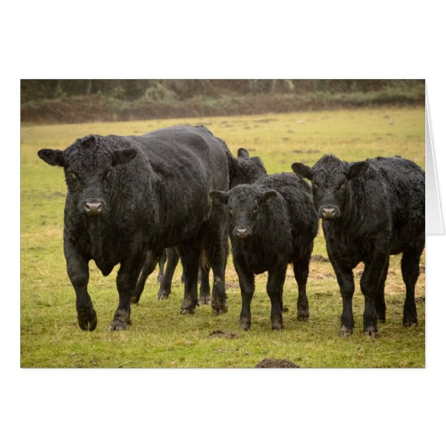 Koeien in de regen (Voorkant Horizontaal)