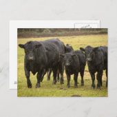 Koeien in de regen briefkaart (Voorkant / Achterkant)