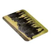 Koeien in de regen magneet (Rechterzijde)