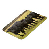 Koeien in de regen magneet (Linkerzijde)