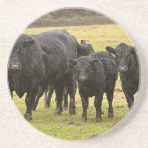 Koeien in de regen zandsteen onderzetter