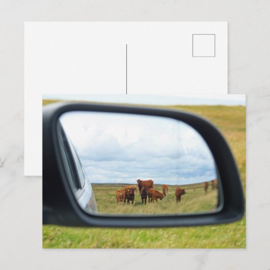 Koeien in de spiegel briefkaart (Voorkant / Achterkant)