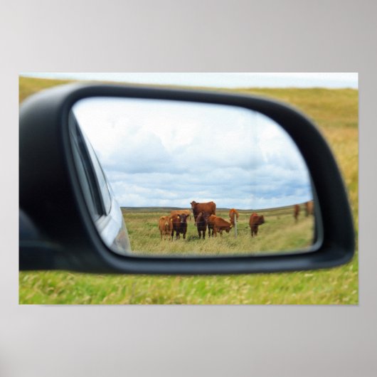 Koeien in de spiegel poster (Voorkant)