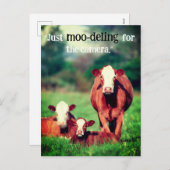 Koeien in de wei feestdagenkaart (Voorkant / Achterkant)