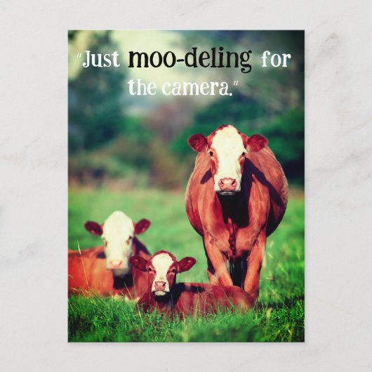 Koeien in de wei feestdagenkaart (Voorkant)