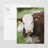 Koeien in de weide, close-up briefkaart (Voorkant / Achterkant)