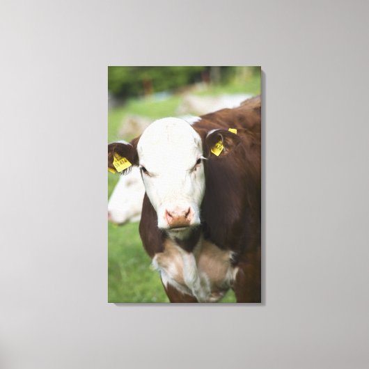 Koeien in de weide, close-up canvas afdruk (Voorkant)