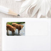 Koeien in Devon field, VK Etiket (Insitu)