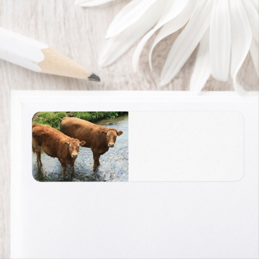 Koeien in Devon field, VK Etiket (Insitu)