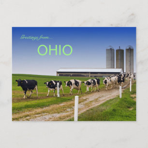 Koeien in een Briefkaart van Row Rural Ohio
