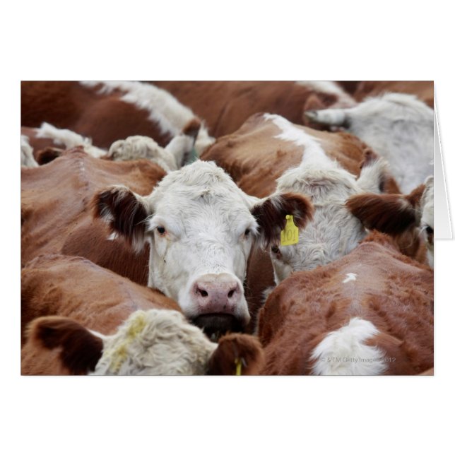 Koeien in een koraal (Voorkant Horizontaal)