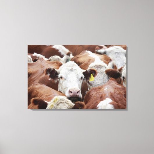 Koeien in een koraal canvas afdruk (Voorkant)