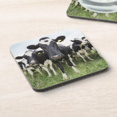 Koeien in een rij die naar camera kijken bier onderzetter (Linkerzijde)