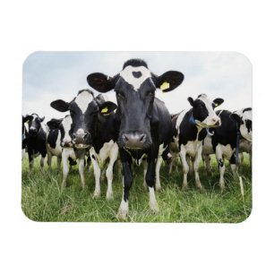 Koeien in een rij die naar camera kijken magneet