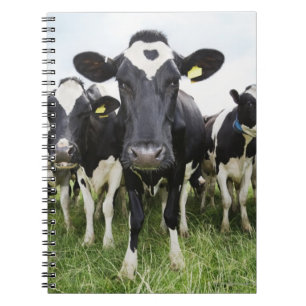 Koeien in een rij die naar camera kijken notitieboek