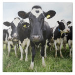 Koeien in een rij die naar camera kijken tegeltje<br><div class="desc">Dieren->Koeien</div>