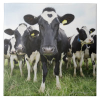 Koeien in een rij die naar camera kijken