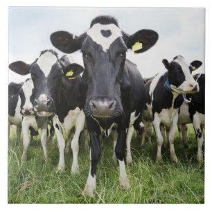 Koeien in een rij die naar camera kijken tegeltje