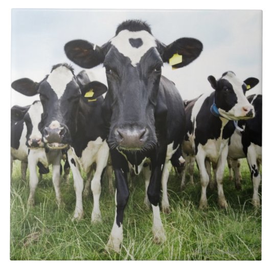 Koeien in een rij die naar camera kijken tegeltje (Voorkant)