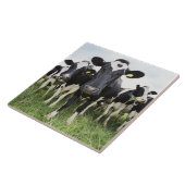 Koeien in een rij die naar camera kijken tegeltje (Zijkant)