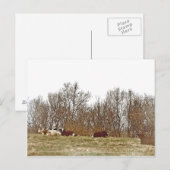 Koeien in een veld briefkaart (Voorkant / Achterkant)