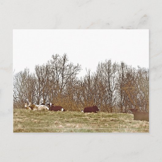 Koeien in een veld briefkaart (Voorkant)