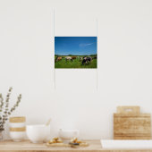 Koeien in een veld poster (Keuken)