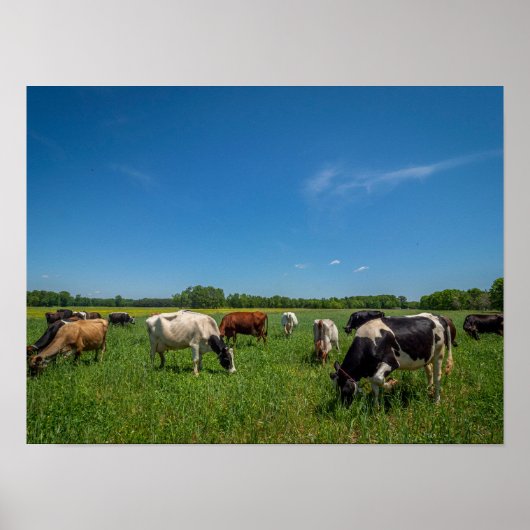 Koeien in een veld poster (Voorkant)
