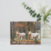 Koeien in Frankrijk Briefkaart (Staand voorkant)