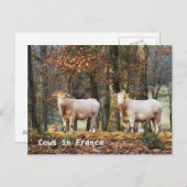 Koeien in Frankrijk Briefkaart (Voorkant / Achterkant)