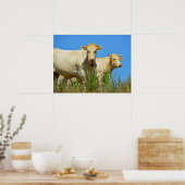 Koeien in Frankrijk Poster (Keuken)