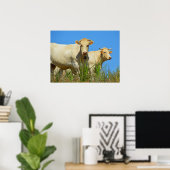 Koeien in Frankrijk Poster (Thuiskantoor)
