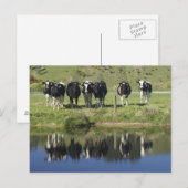 Koeien in het kanaal Henley, Taieri Plain, Briefkaart (Voorkant / Achterkant)