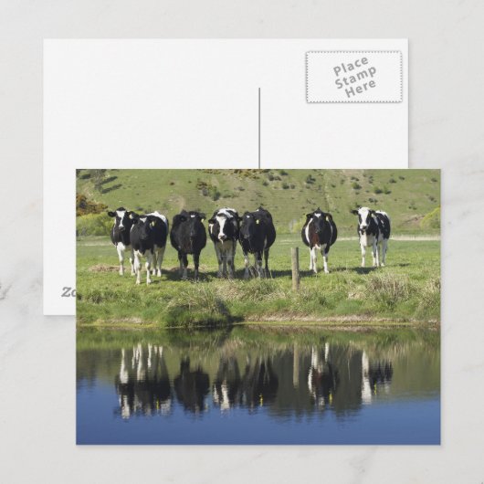 Koeien in het kanaal Henley, Taieri Plain, Briefkaart (Voorkant / Achterkant)