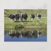 Koeien in het kanaal Henley, Taieri Plain, Briefkaart (Voorkant)
