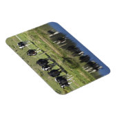 Koeien in het kanaal Henley, Taieri Plain, Magneet (Rechterzijde)