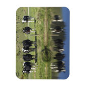 Koeien in het kanaal Henley, Taieri Plain, Magneet (Verticaal)