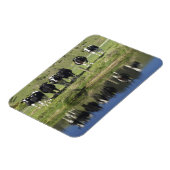 Koeien in het kanaal Henley, Taieri Plain, Magneet (Linkerzijde)