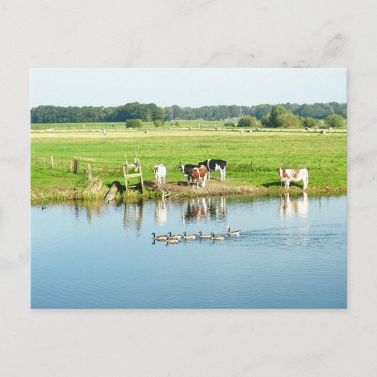 Koeien in het landschap van de Meadow Foto Briefka Briefkaart (Voorkant)