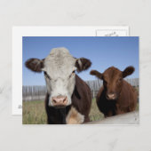 Koeien in het omheinde gebied briefkaart (Voorkant / Achterkant)