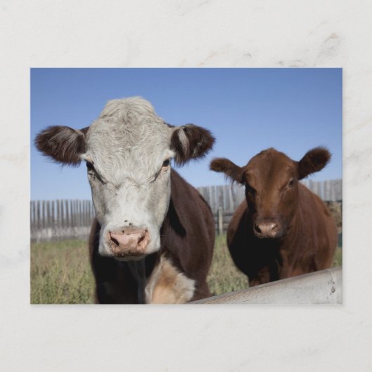 Koeien in het omheinde gebied briefkaart (Voorkant)