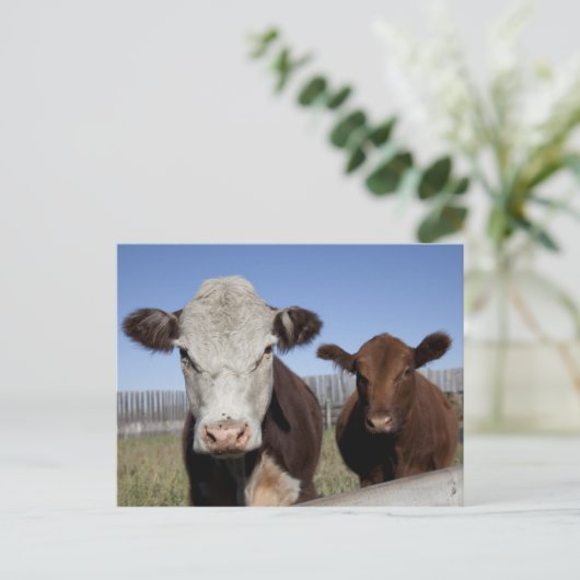 Koeien in het omheinde gebied briefkaart (Staand voorkant)