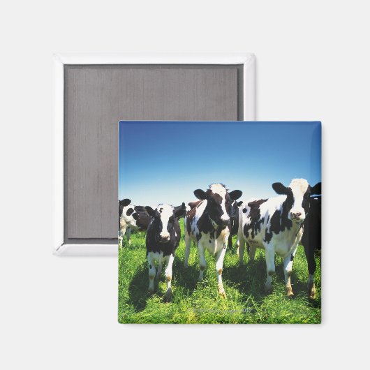 Koeien in het veld, Betsukai, Hokkaido Magneet (Voorkant / Achterkant)