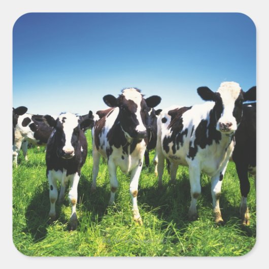 Koeien in het veld, Betsukai, Hokkaido Vierkante Sticker (Voorkant)