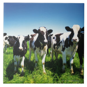 Koeien in het veld, stad Betsukai, Hokkaido Tegeltje