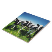 Koeien in het veld, stad Betsukai, Hokkaido Tegeltje (Zijkant)