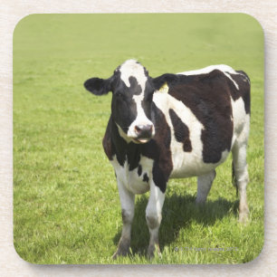 Koeien in wei drankjes onderzetter
