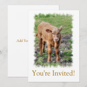 KOEIEN KAART (Voorkant / Achterkant)