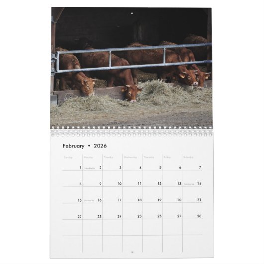 Koeien, kalveren en stieren 2016 kalender (Feb 2026)