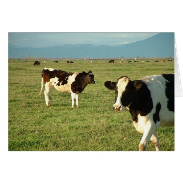 koeien kregen kaas (Voorkant Horizontaal)